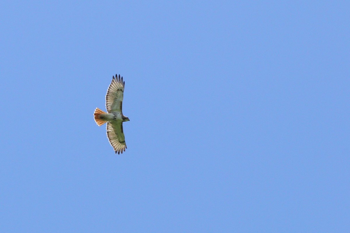 Red-tailed Hawk - ML619324232