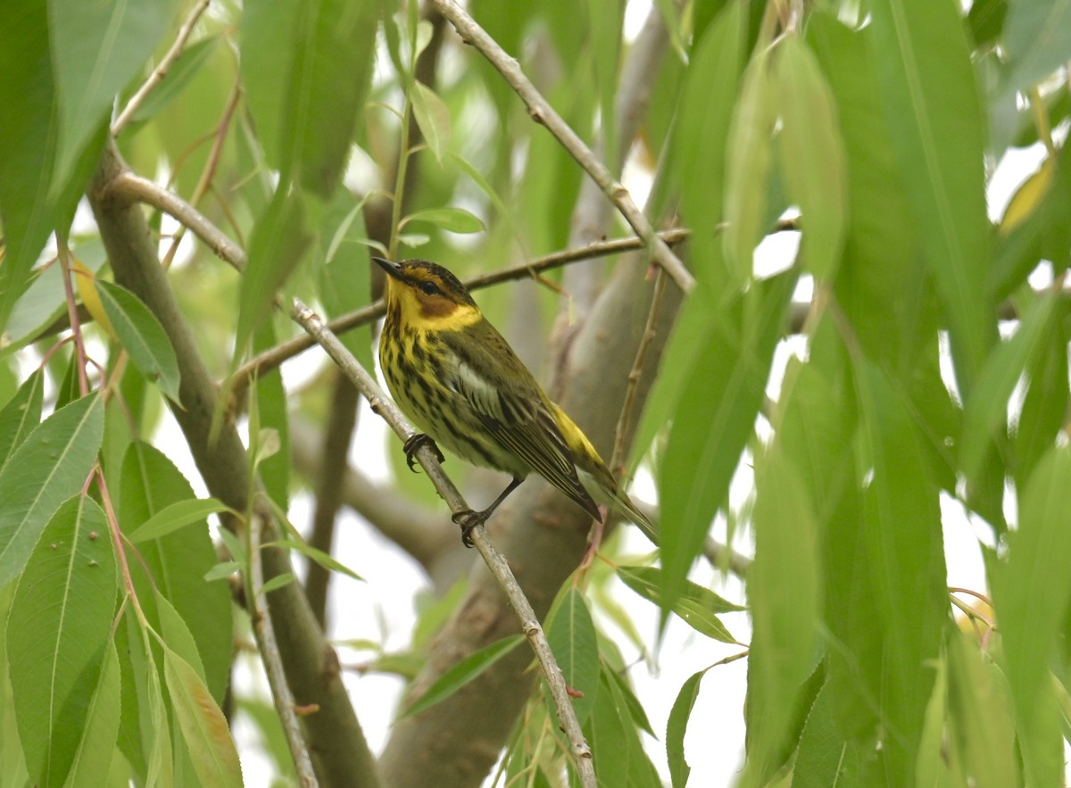 Cape May Warbler - ML619324253