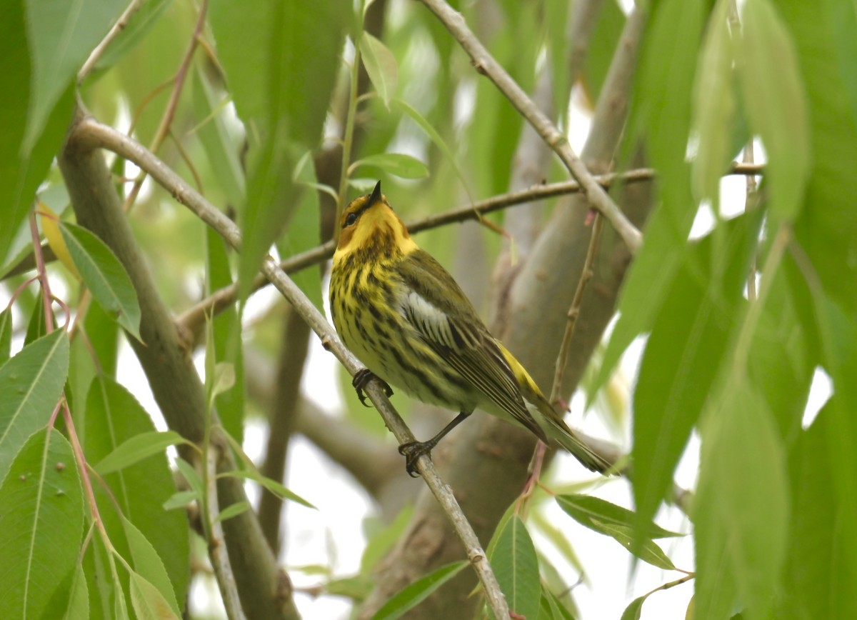 Cape May Warbler - ML619324259