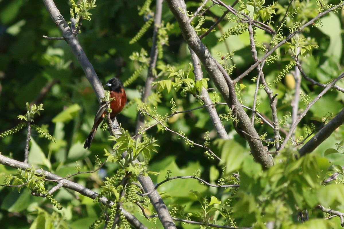 Orchard Oriole - ML619324350