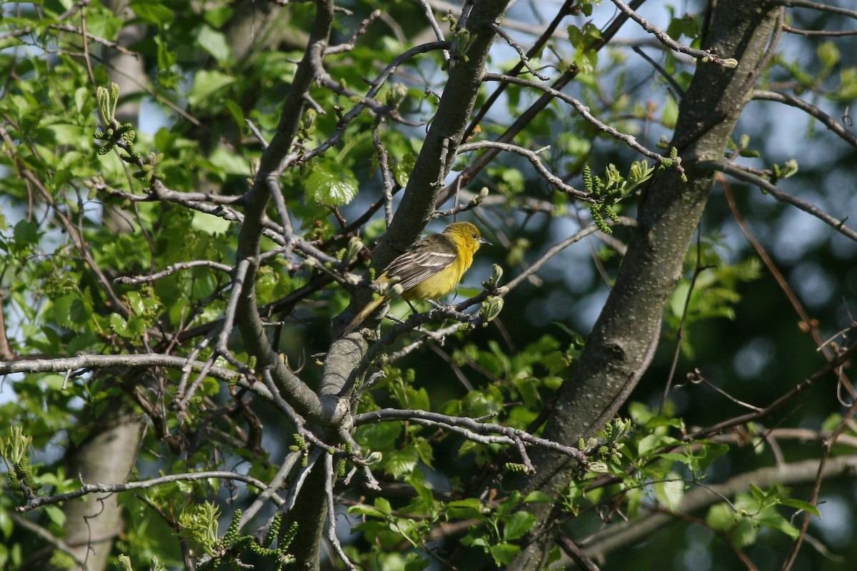 Orchard Oriole - ML619324351
