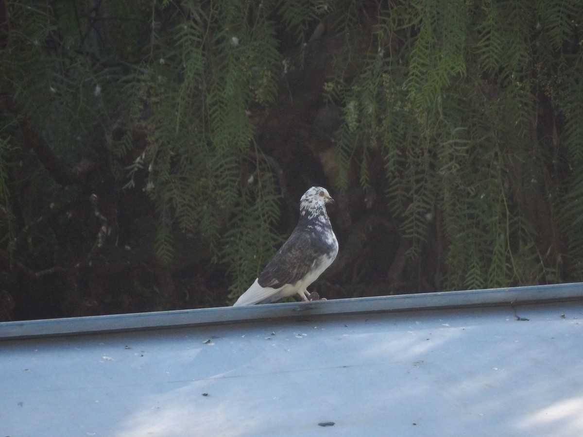 Rock Pigeon (Feral Pigeon) - ML619324366