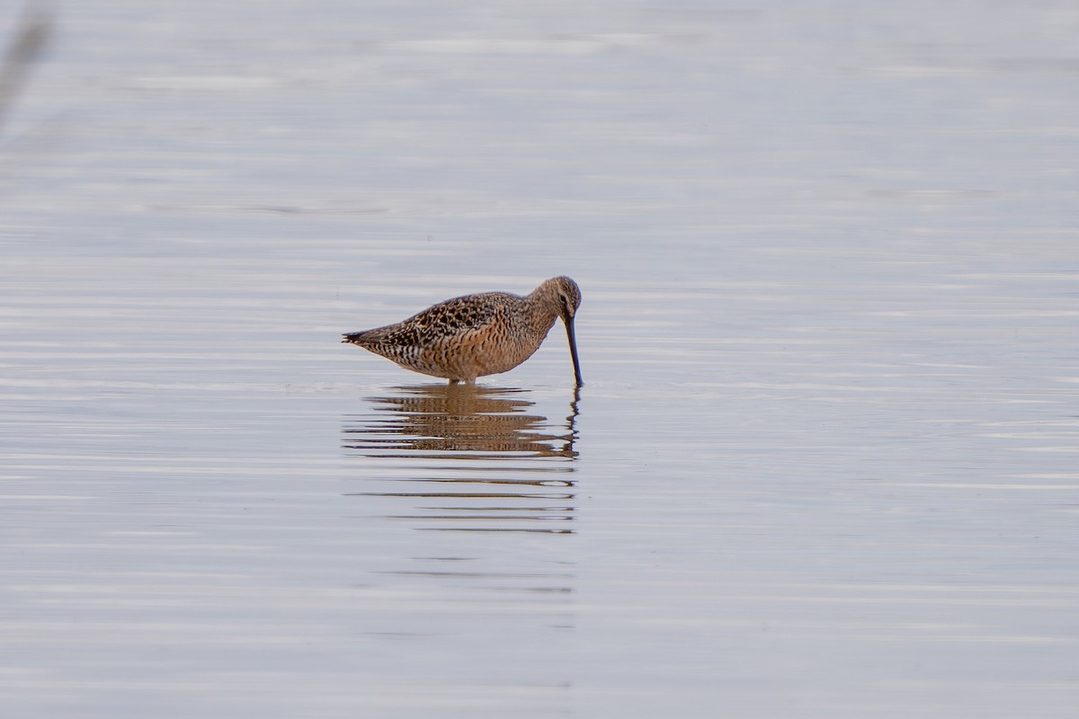 Long-billed Dowitcher - ML619324402