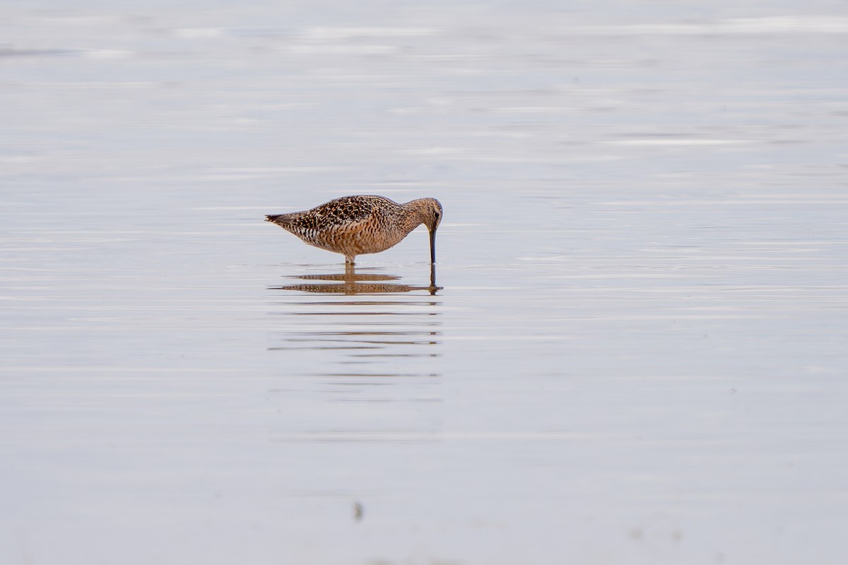 Long-billed Dowitcher - ML619324406