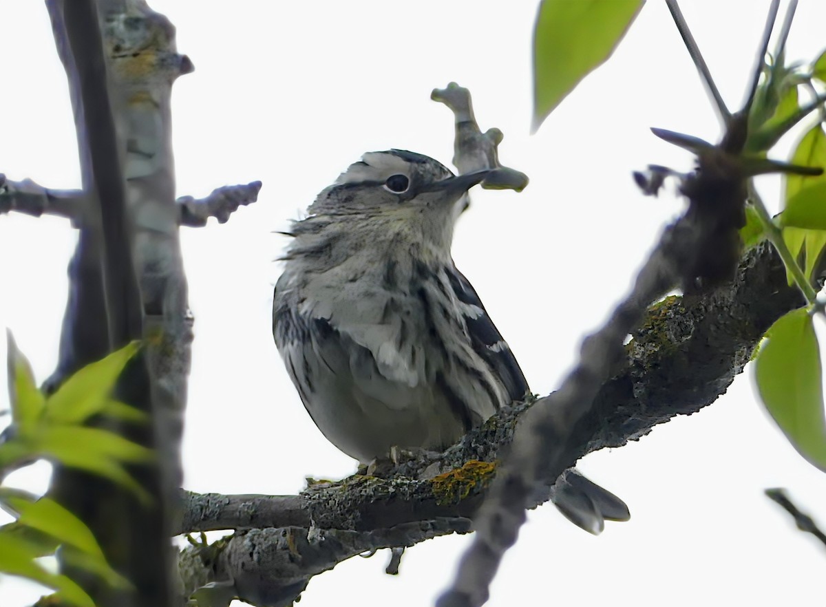 Black-and-white Warbler - ML619324413