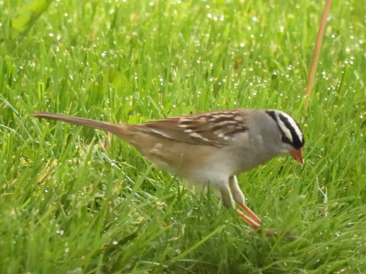 White-crowned Sparrow - ML619324416