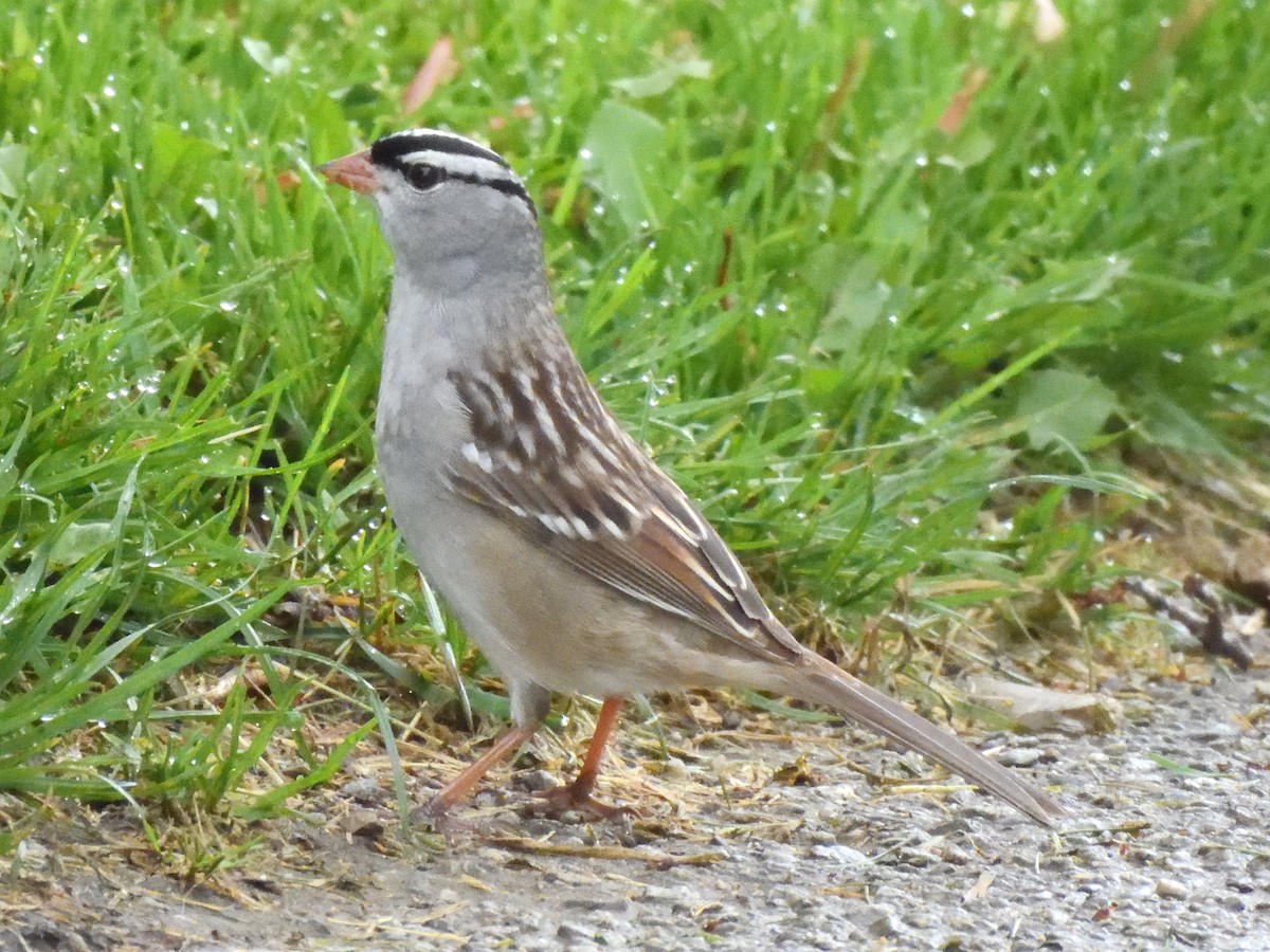 White-crowned Sparrow - ML619324417