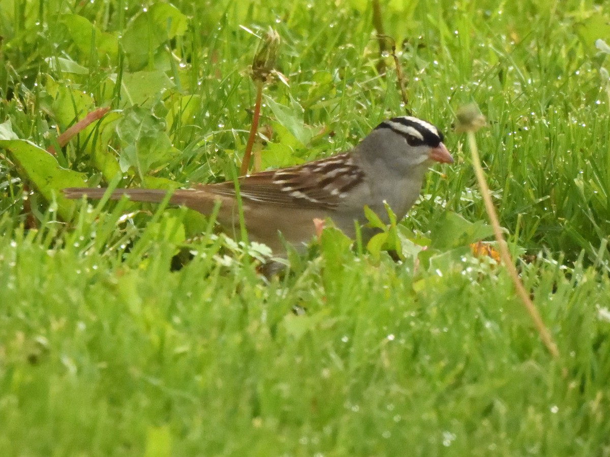 White-crowned Sparrow - ML619324418