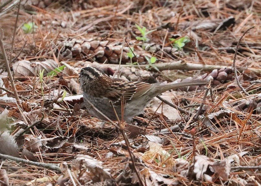 White-throated Sparrow - ML619324450