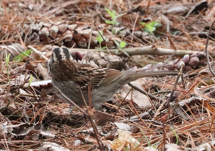 White-throated Sparrow - ML619324452