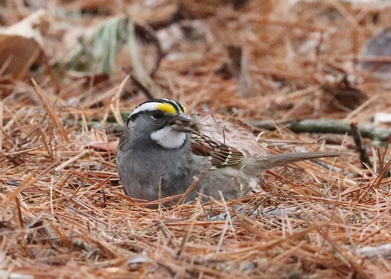 White-throated Sparrow - ML619324455