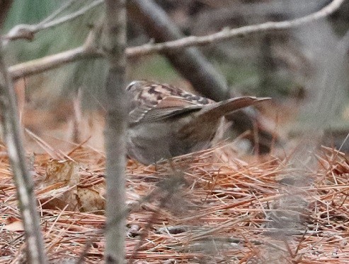 White-throated Sparrow - ML619324456