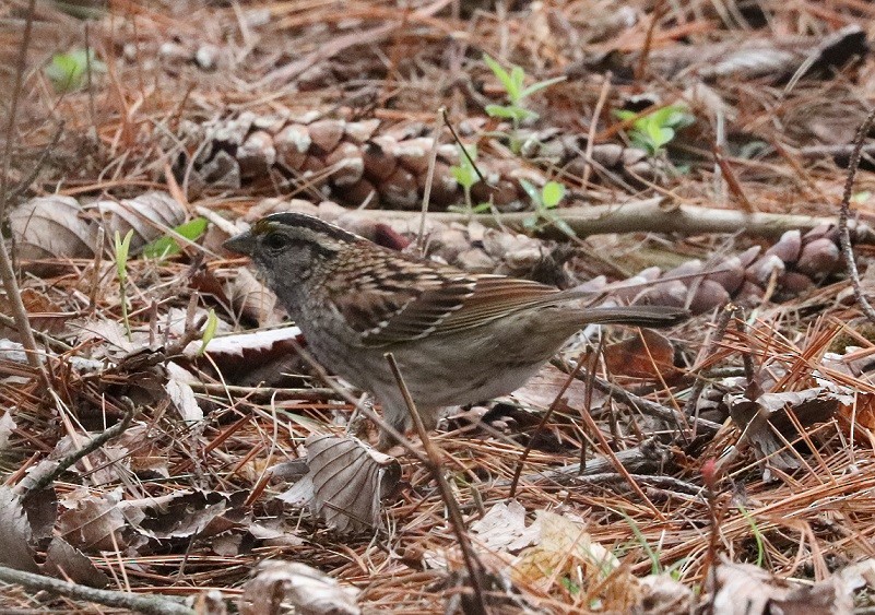White-throated Sparrow - ML619324461