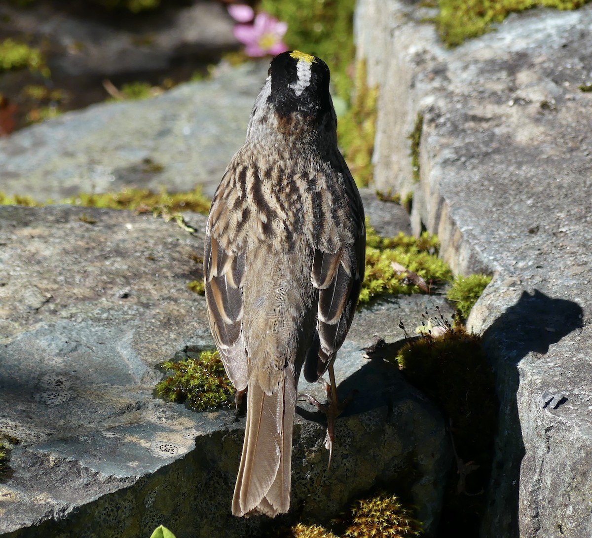 Golden-crowned Sparrow - ML619324468