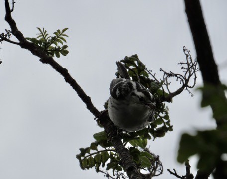 Black-and-white Warbler - ML619324486