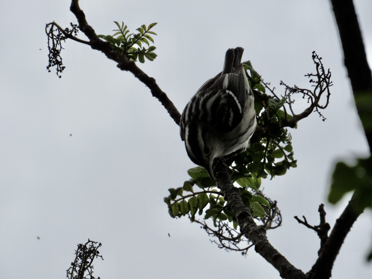 Black-and-white Warbler - ML619324509