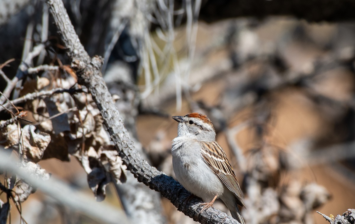 Chipping Sparrow at Kruger Mountain Road—lower by Chris McDonald