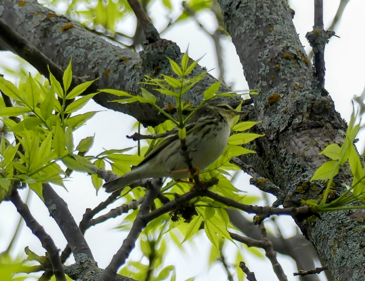Cape May Warbler - ML619324523