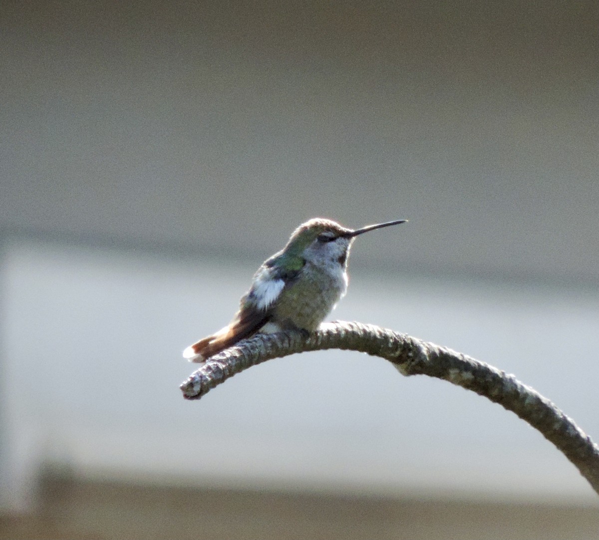 Anna's Hummingbird - ML619324529