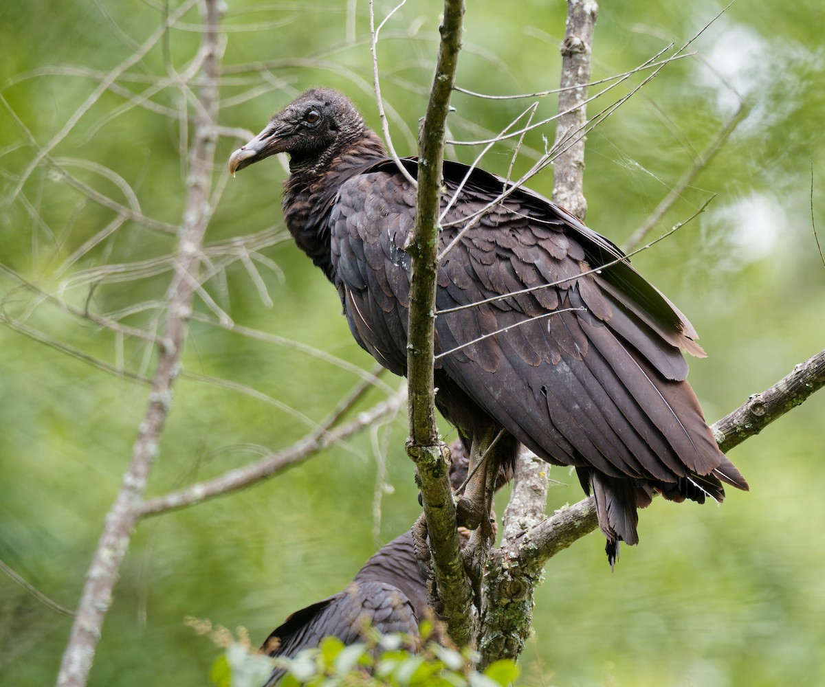 Black Vulture - ML619324540