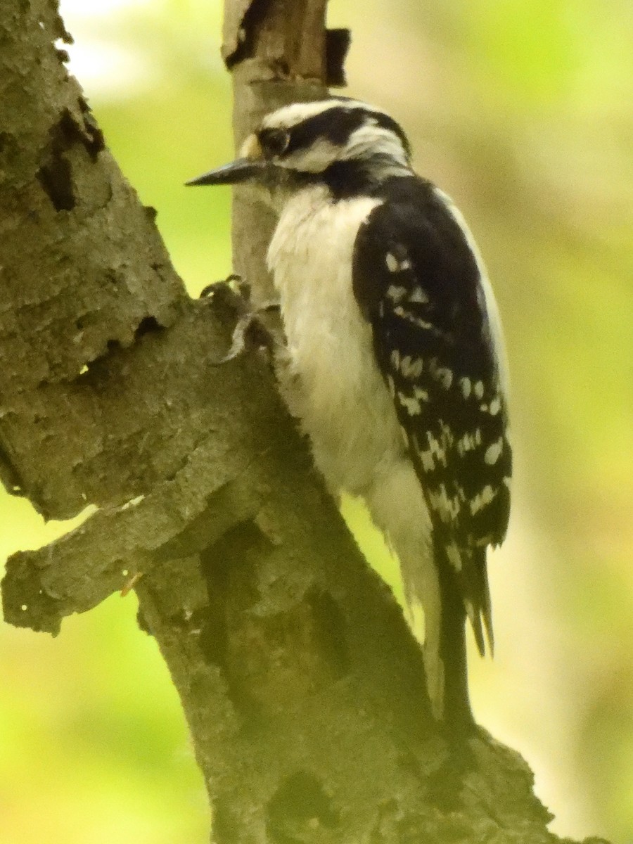 Downy Woodpecker - ML619324543