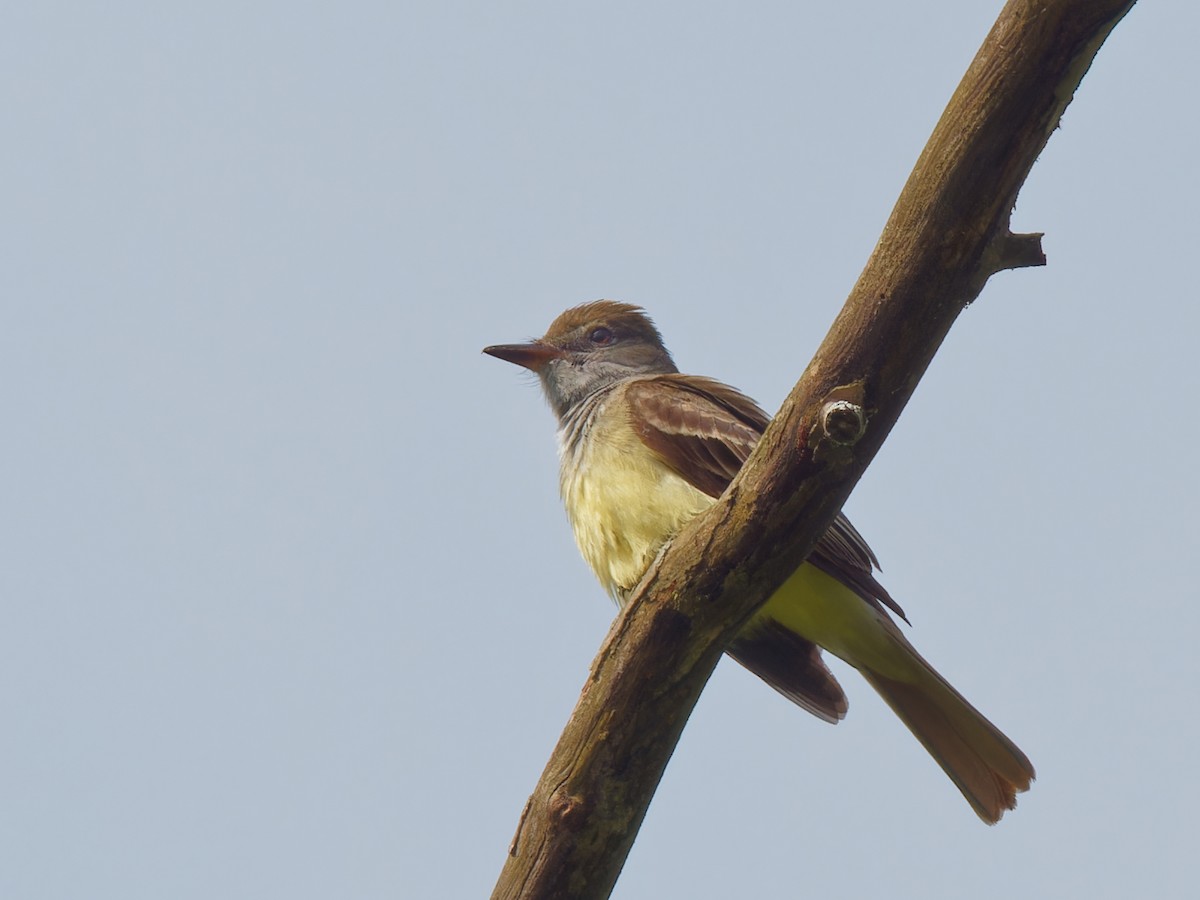Great Crested Flycatcher - ML619324574