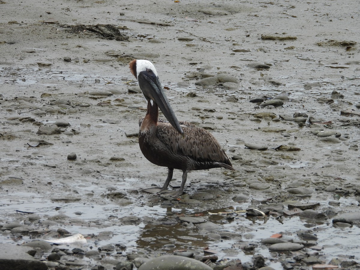 pelikán hnědý - ML619324618
