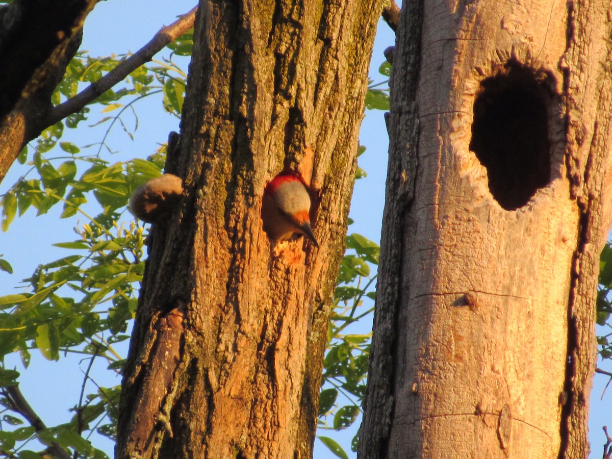 Red-bellied Woodpecker - ML619324622