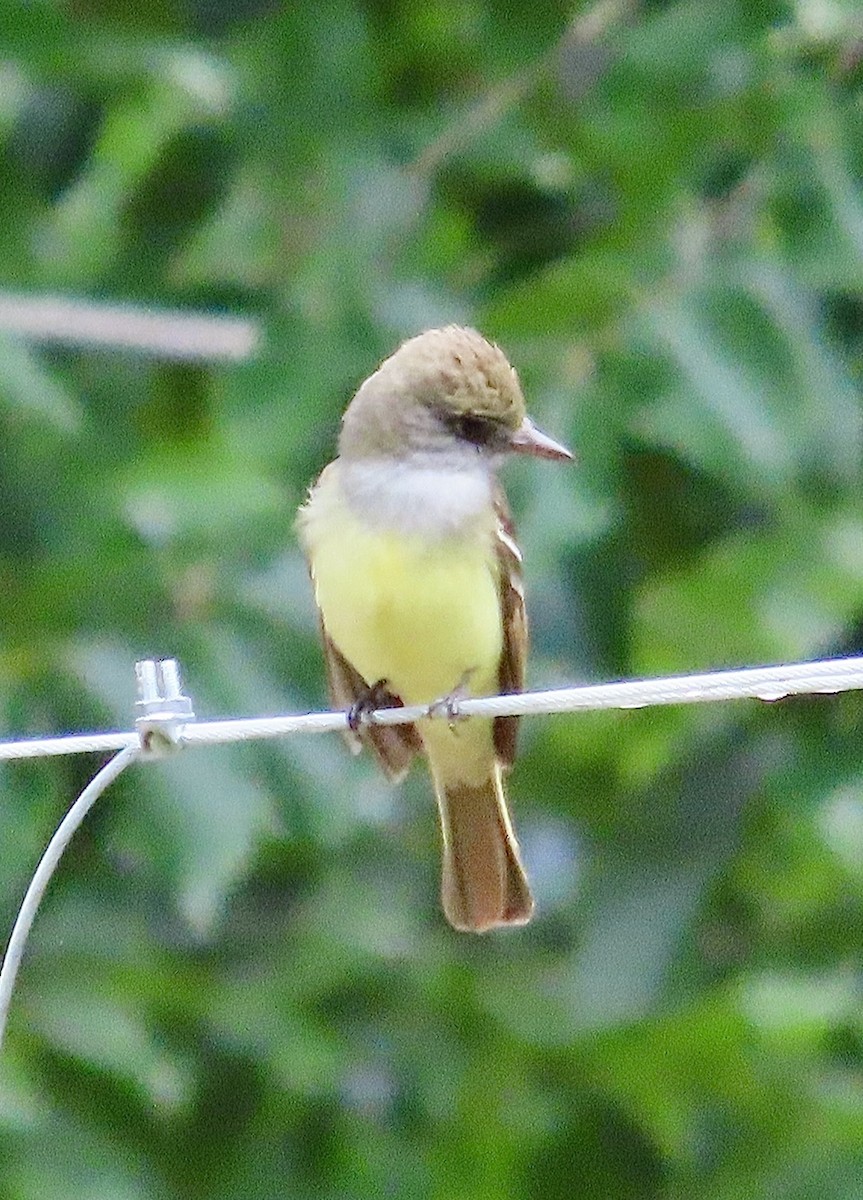 Great Crested Flycatcher - ML619324639