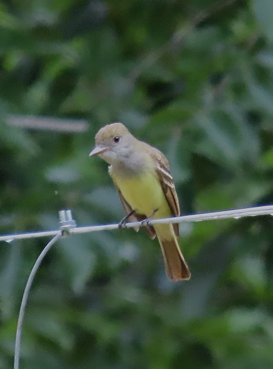 Great Crested Flycatcher - ML619324640