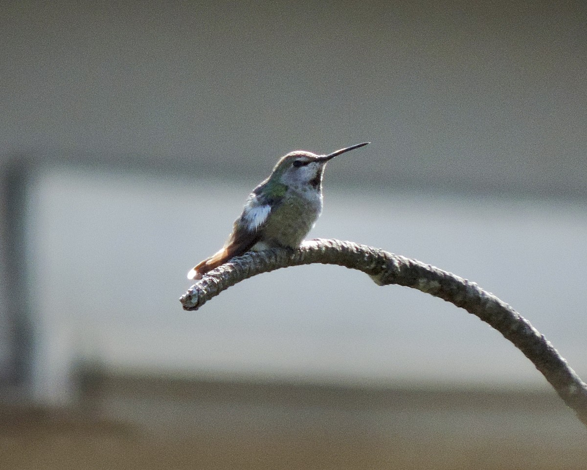 Anna's Hummingbird - ML619324654