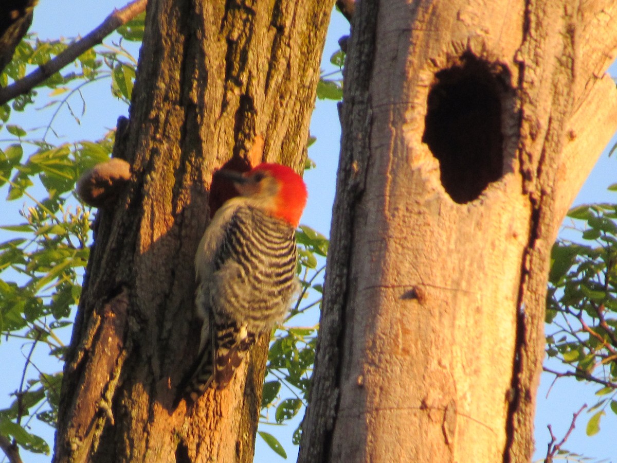 Red-bellied Woodpecker - ML619324655