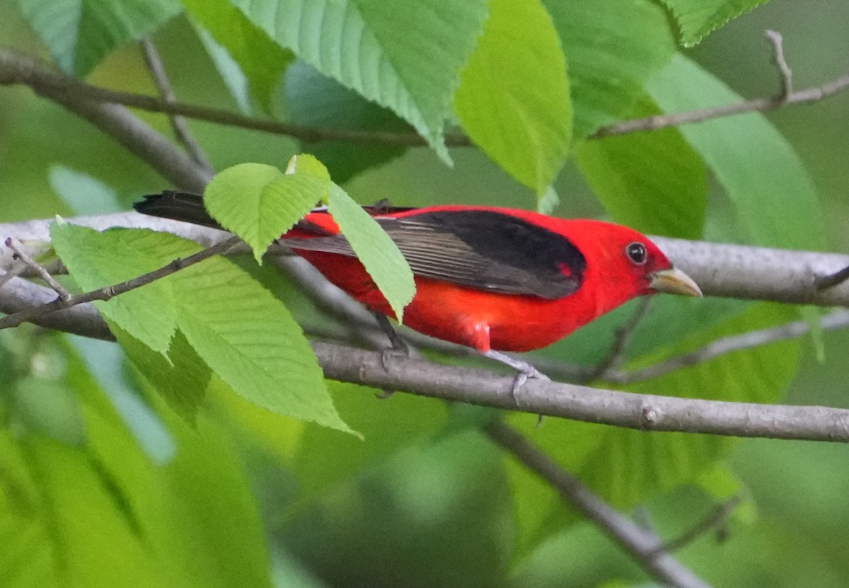 Scarlet Tanager - ML619324687