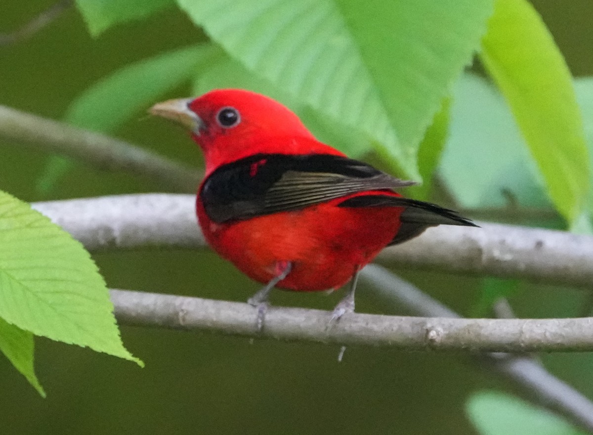 Scarlet Tanager - ML619324688