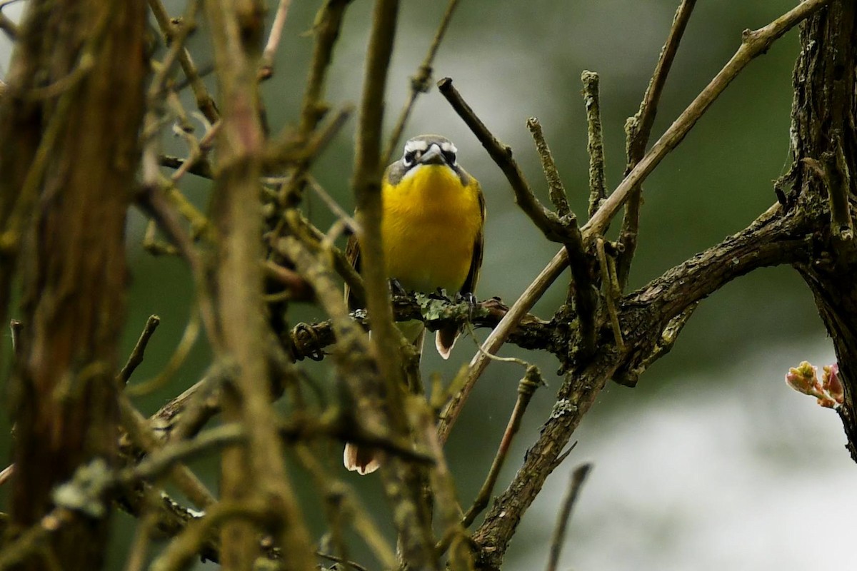 Yellow-breasted Chat - ML619324702