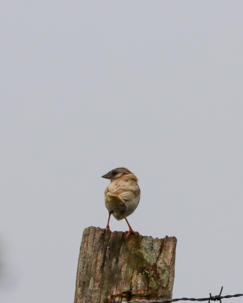 Rufous-collared Sparrow - ML619324705