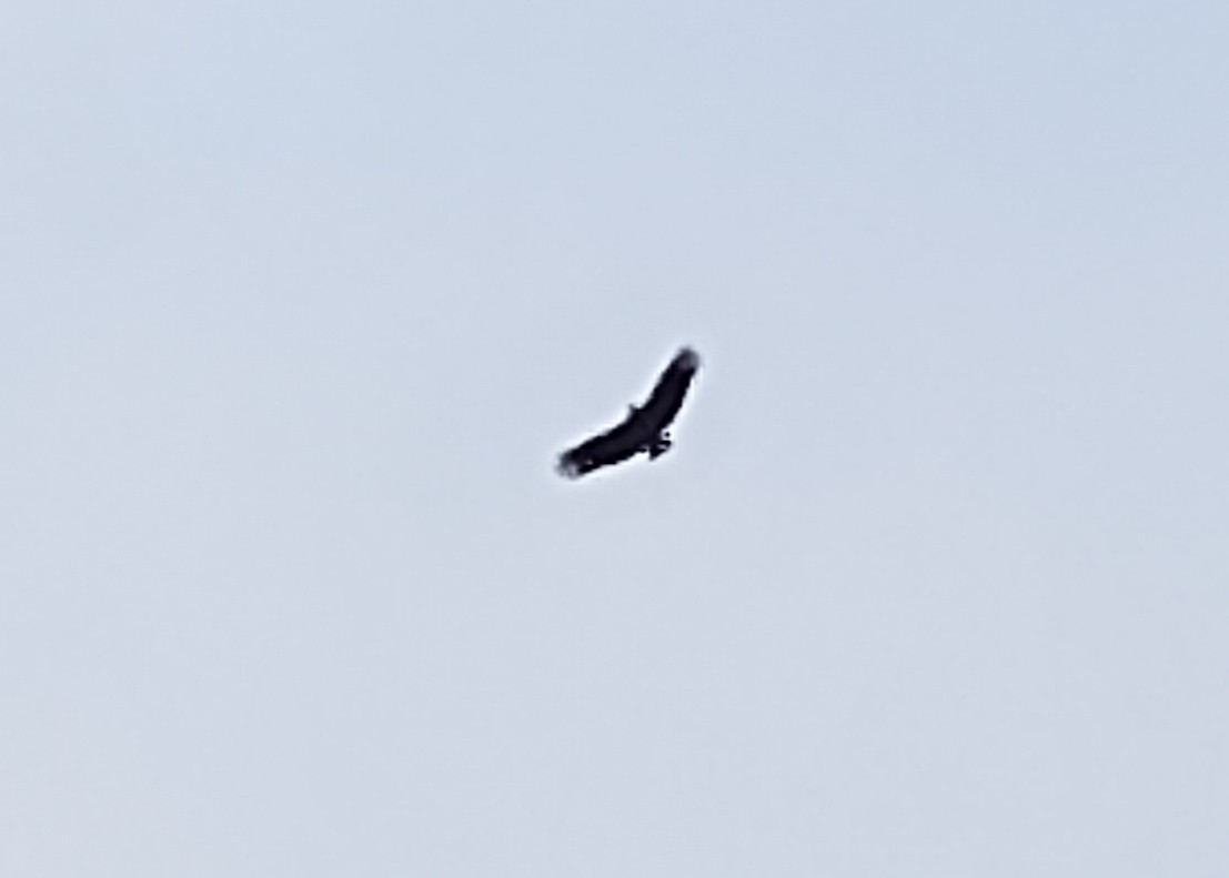 Black Vulture - ML619324758