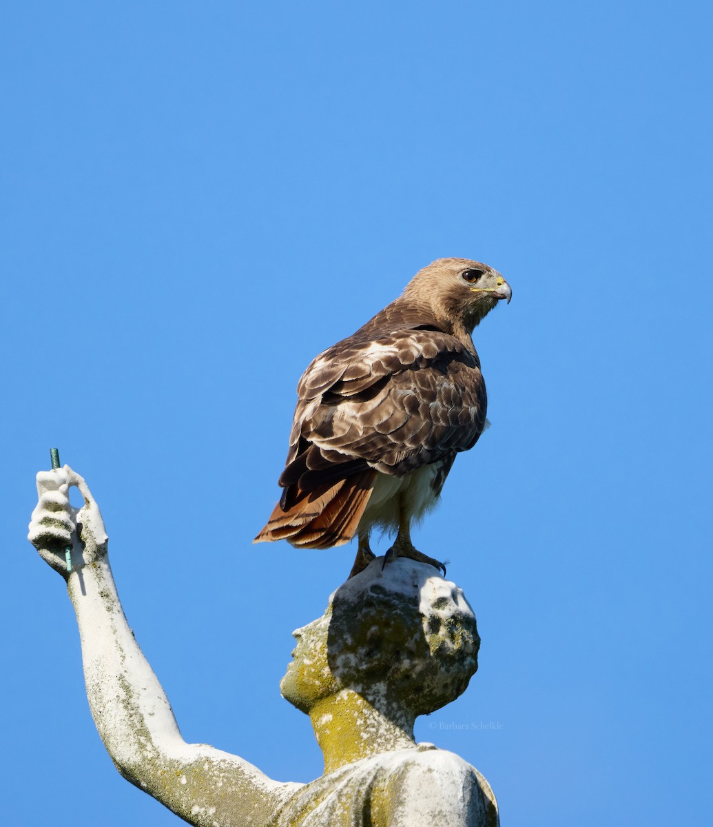 Red-tailed Hawk - ML619324766