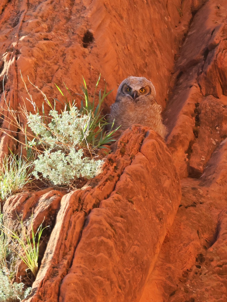 Great Horned Owl - ML619324777