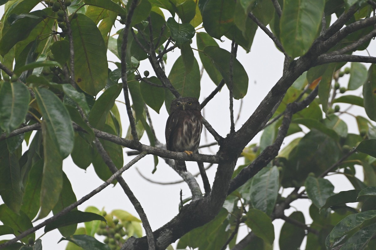 Central American Pygmy-Owl - ML619324789