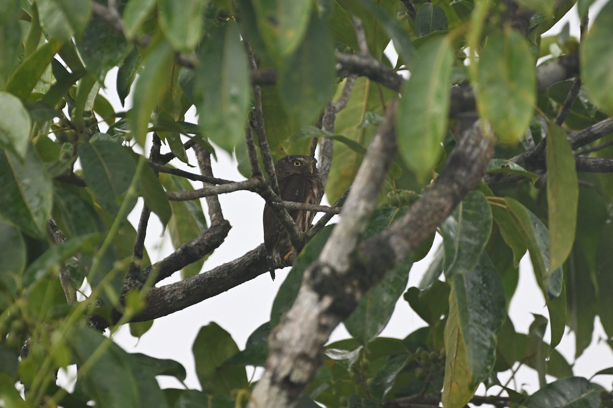 Central American Pygmy-Owl - ML619324790
