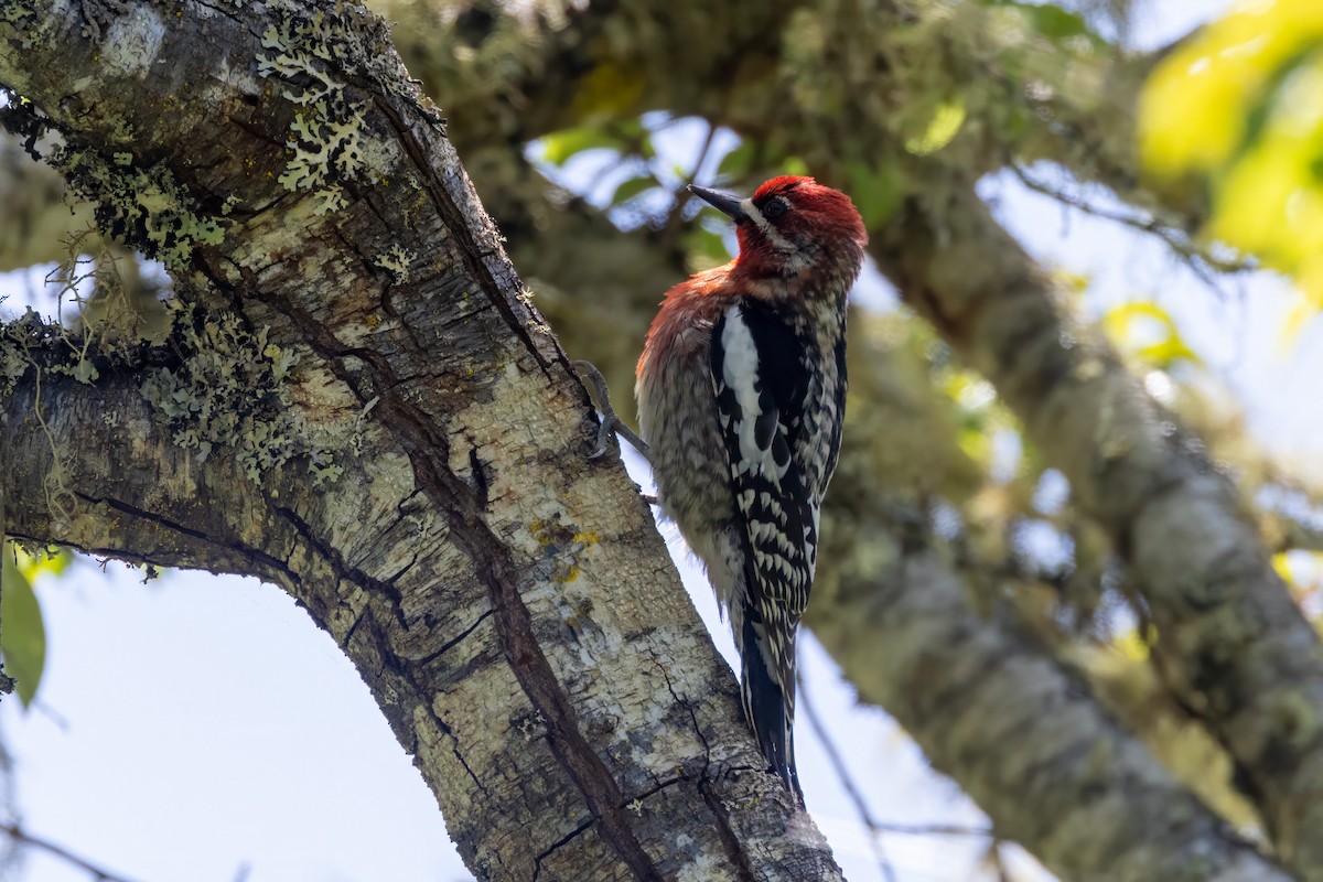 Red-breasted Sapsucker - ML619324824