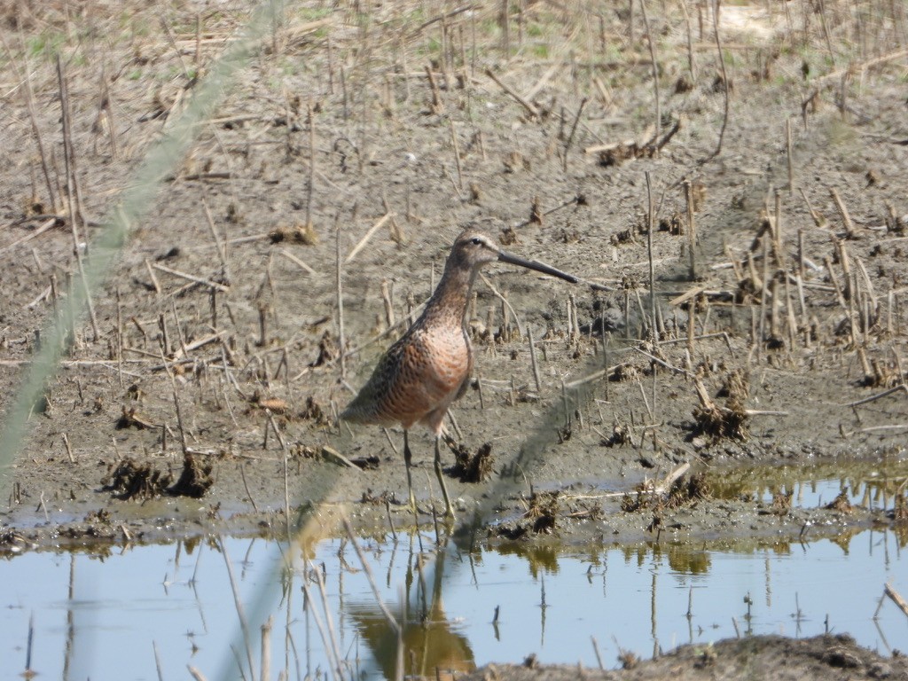 Long-billed Dowitcher - ML619324826