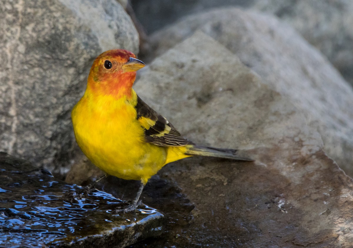Western Tanager - ML619324827