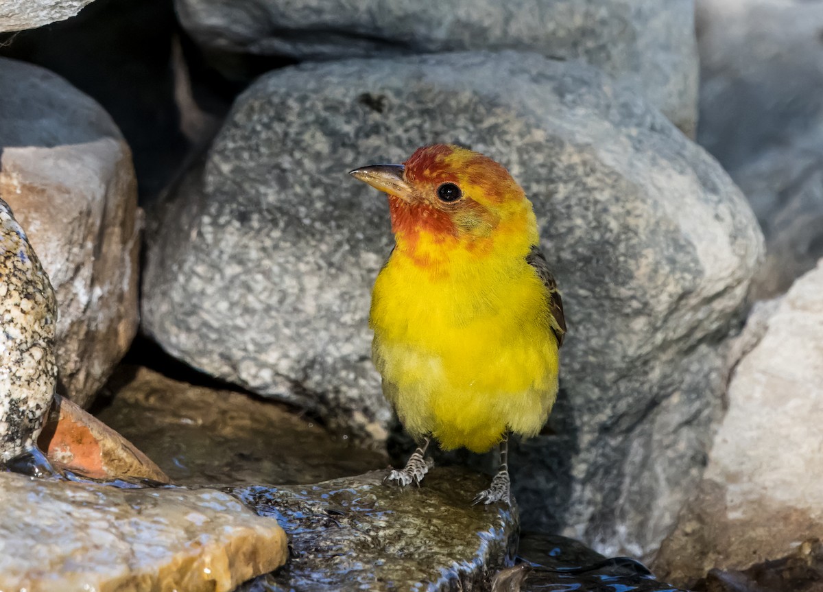 Western Tanager - ML619324828