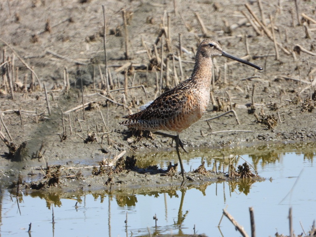 Long-billed Dowitcher - ML619324829