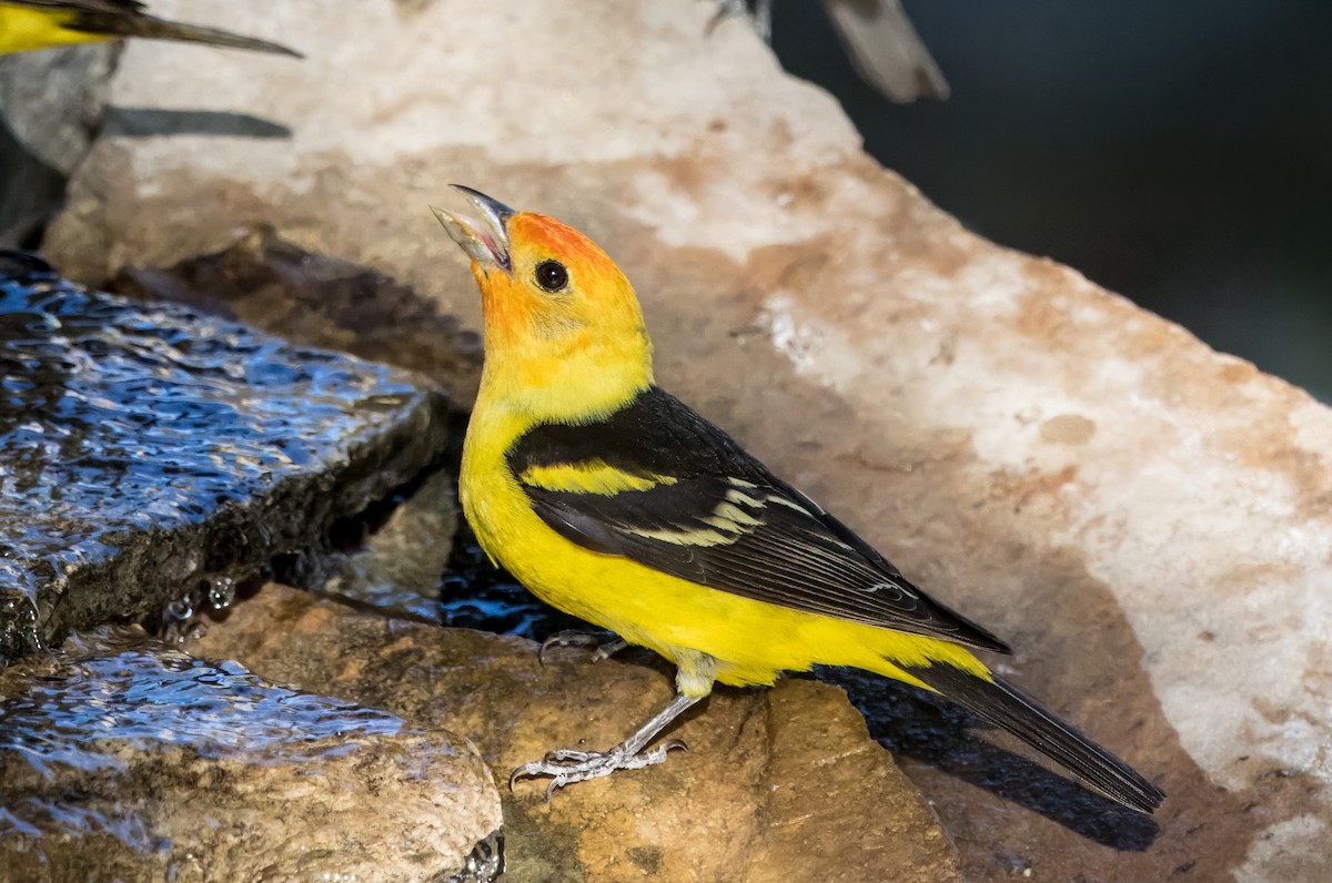 Western Tanager - ML619324830
