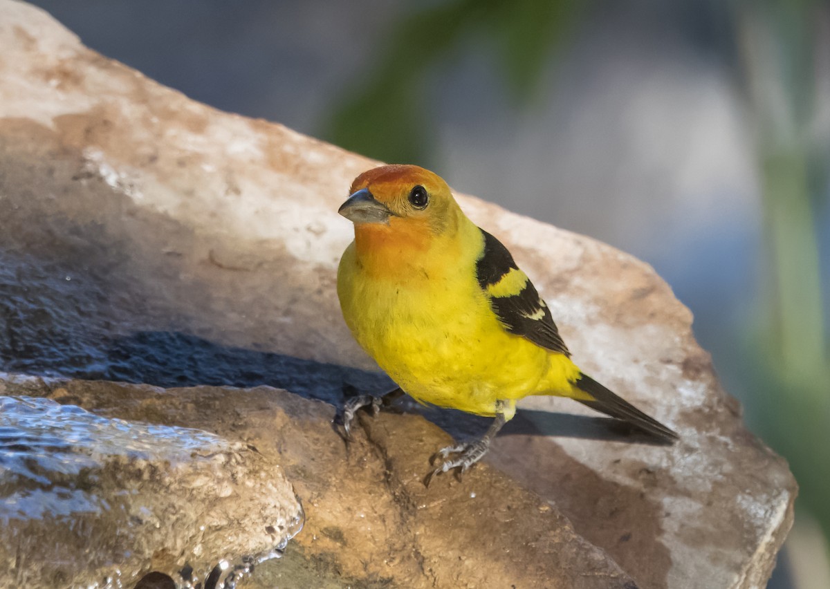 Western Tanager - ML619324831