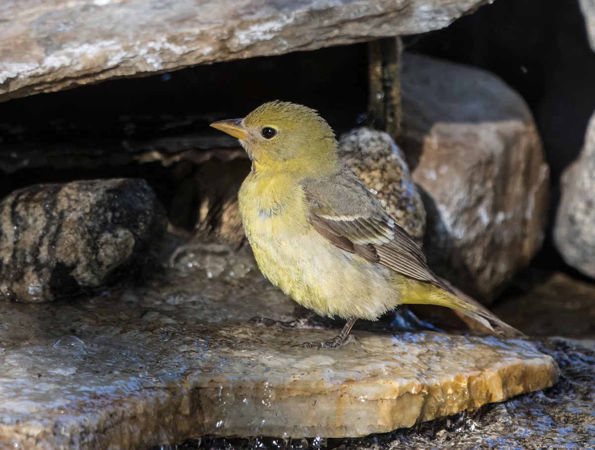 Western Tanager - ML619324833