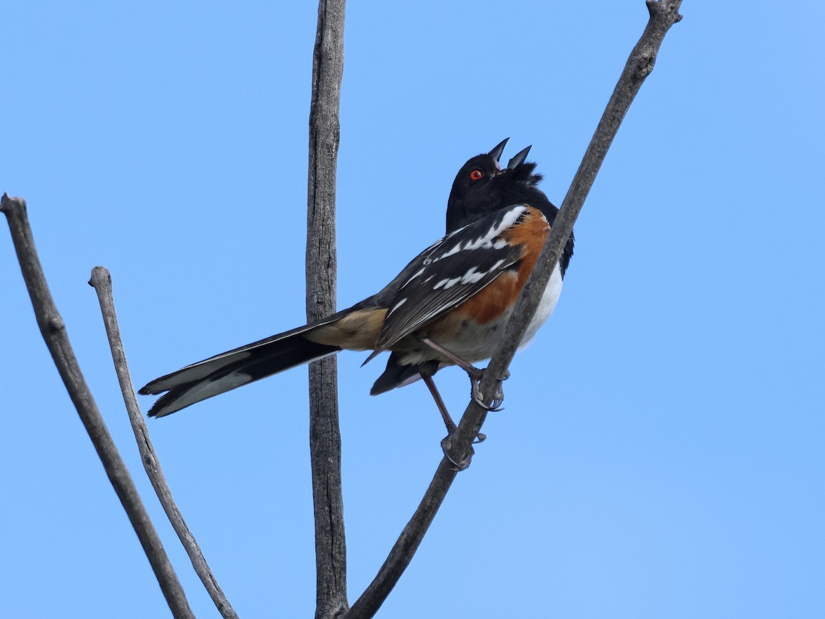 Spotted Towhee - ML619324838